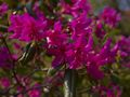 Rhododendron concinnum Różanecznik